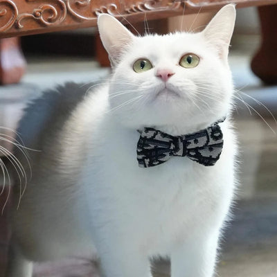 Simple and Stylish Pet Collar and Leash Set for Cats and Dogs - Cute, Durable, Safety Buckle with Bow Tie, Stain-Resistant