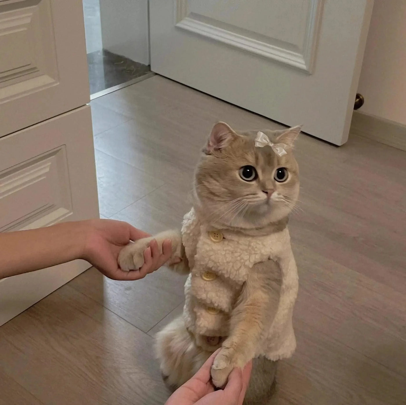 Cat Clothes Warm Lambhair Vest Soft Cozy Winter Warm Fleece Sweatshirt Puppy Kitten Jacket Coat Pet Sphynx Costume Sweater