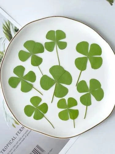50pcs/lot,Real pressed clover petals,dried flower DIY adhesive drop phone case PARTY greeting card bookmark flower facial makeup
