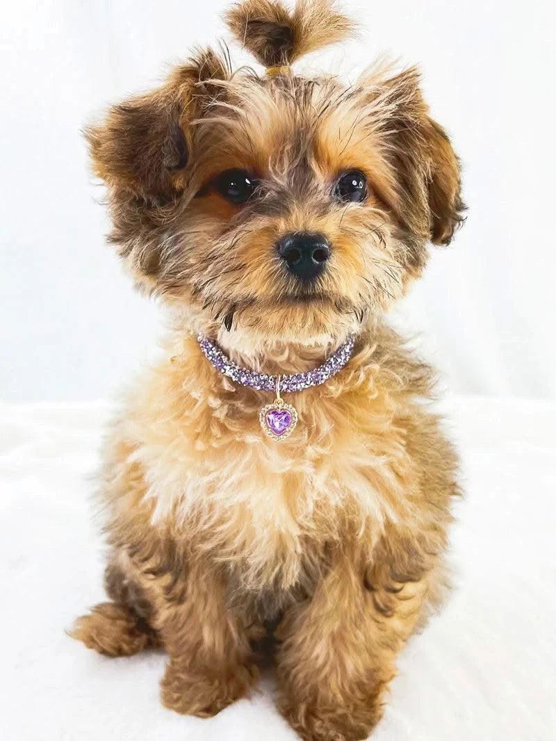 Adjustable Pet Necklace Cat Dog Collar with Diamond Zircon Heart Pendant Jewelry Luxury Metal Puppy Collars Dog Accessories