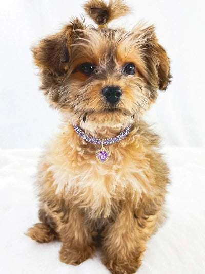 Adjustable Pet Necklace Cat Dog Collar with Diamond Zircon Heart Pendant Jewelry Luxury Metal Puppy Collars Dog Accessories