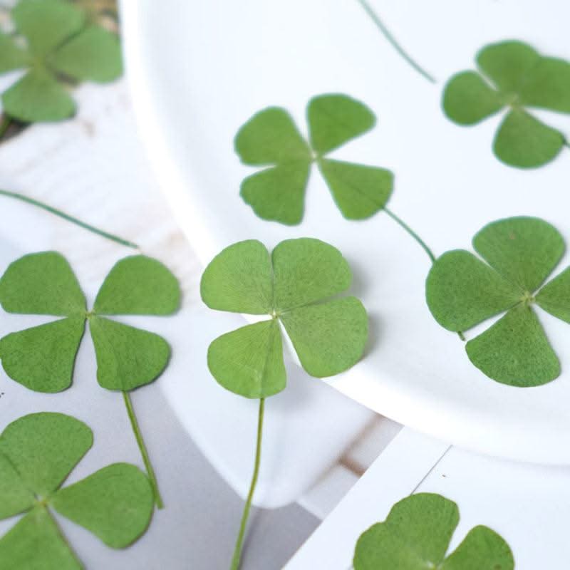 50pcs/lot,Real pressed clover petals,dried flower DIY adhesive drop phone case PARTY greeting card bookmark flower facial makeup