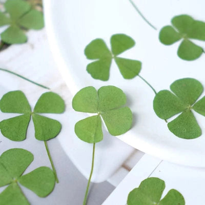 50pcs/lot,Real pressed clover petals,dried flower DIY adhesive drop phone case PARTY greeting card bookmark flower facial makeup