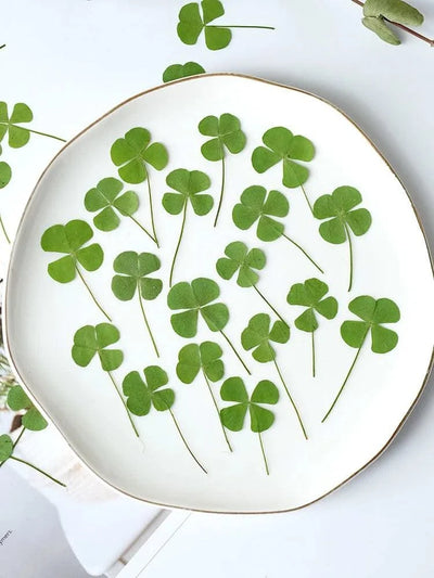50pcs/lot,Real pressed clover petals,dried flower DIY adhesive drop phone case PARTY greeting card bookmark flower facial makeup