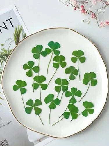50pcs/lot,Real pressed clover petals,dried flower DIY adhesive drop phone case PARTY greeting card bookmark flower facial makeup