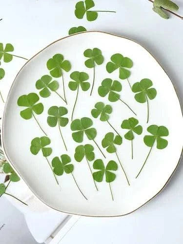 50pcs/lot,Real pressed clover petals,dried flower DIY adhesive drop phone case PARTY greeting card bookmark flower facial makeup