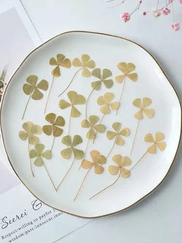 50pcs/lot,Real pressed clover petals,dried flower DIY adhesive drop phone case PARTY greeting card bookmark flower facial makeup