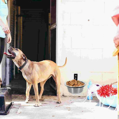 Elevated Dog Bowls Wall Mounted Dog Food Dish Pet Comfort Feeding Bowls Raised Food Water Bowls Small Medium Large Dogs