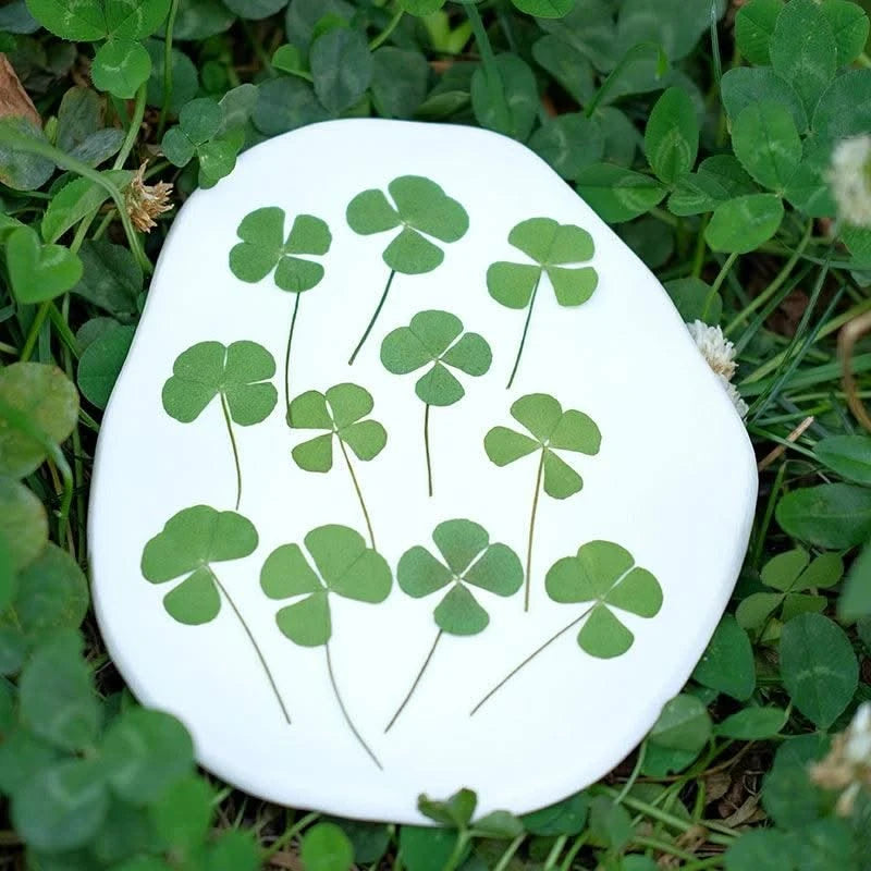 50pcs/lot,Real pressed clover petals,dried flower DIY adhesive drop phone case PARTY greeting card bookmark flower facial makeup