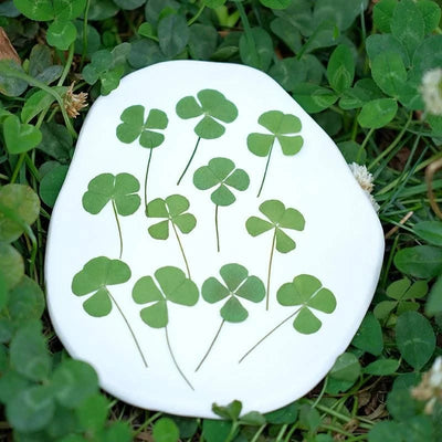 50pcs/lot,Real pressed clover petals,dried flower DIY adhesive drop phone case PARTY greeting card bookmark flower facial makeup