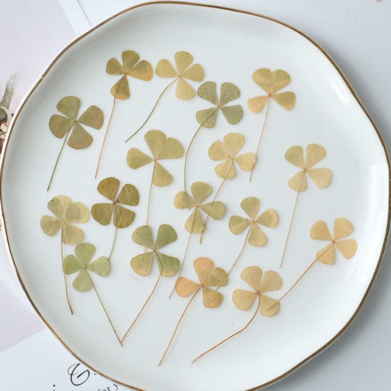 50pcs/lot,Real pressed clover petals,dried flower DIY adhesive drop phone case PARTY greeting card bookmark flower facial makeup