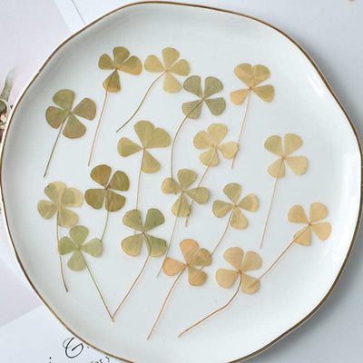 50pcs/lot,Real pressed clover petals,dried flower DIY adhesive drop phone case PARTY greeting card bookmark flower facial makeup