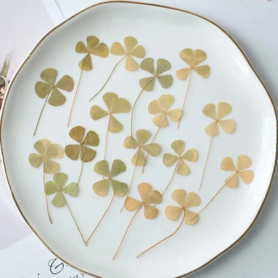 50pcs/lot,Real pressed clover petals,dried flower DIY adhesive drop phone case PARTY greeting card bookmark flower facial makeup