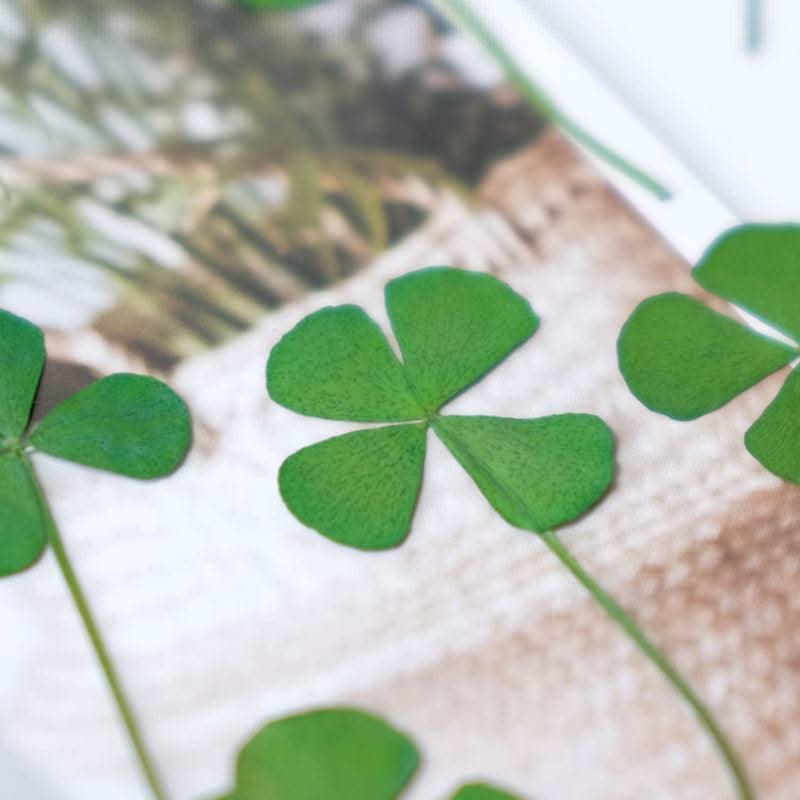 50pcs/lot,Real pressed clover petals,dried flower DIY adhesive drop phone case PARTY greeting card bookmark flower facial makeup