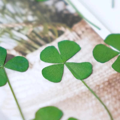 50pcs/lot,Real pressed clover petals,dried flower DIY adhesive drop phone case PARTY greeting card bookmark flower facial makeup